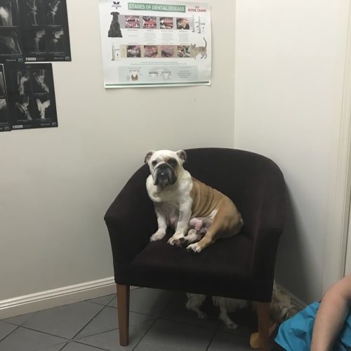Nala