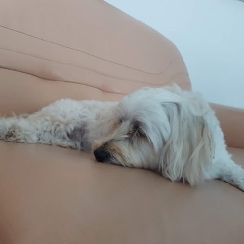 Kobi ~ Maltese x Poodle (on trial 26-4-2018))