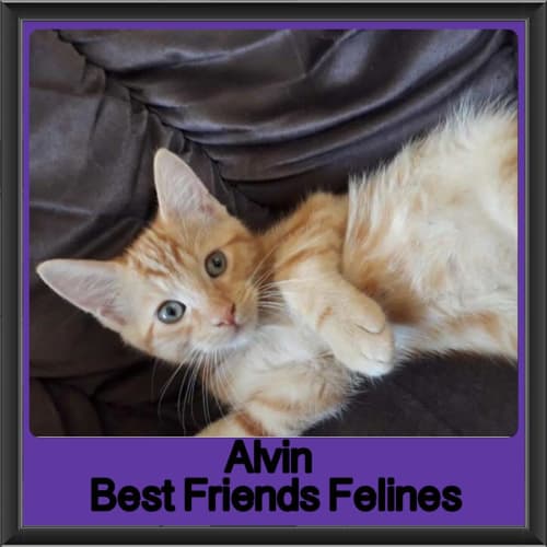 Alvin