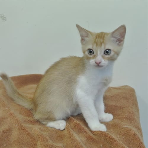 Ginger