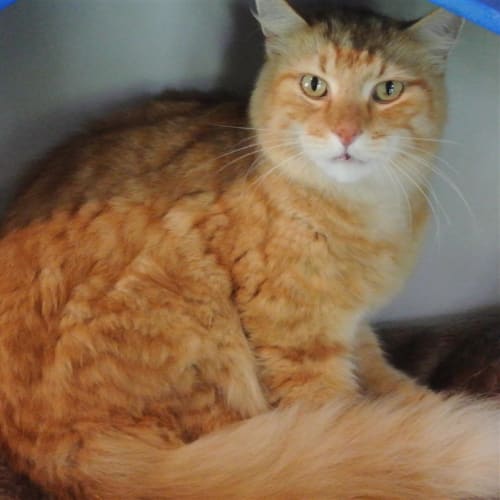 Garfield