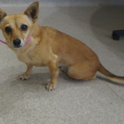 Chiquita