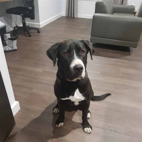 Stella(now Tango)