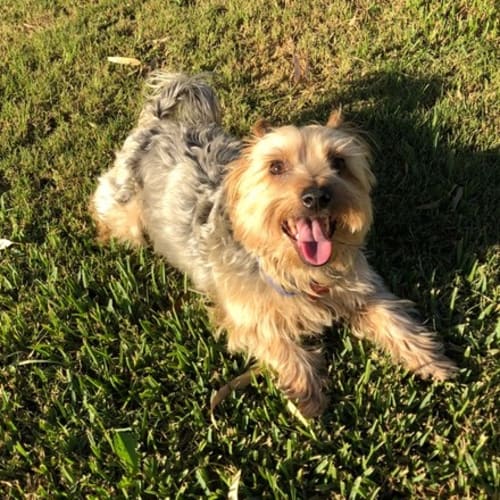 Arki *On Trial in His New Home*