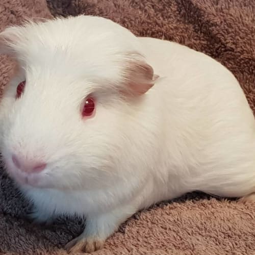 Alfie (Desexed)