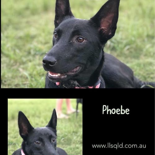 Phoebe