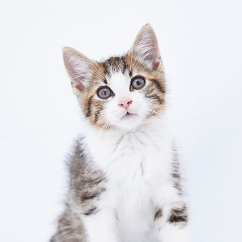 Tilbat - Tib for short