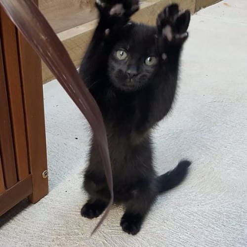 Coco **2nd Chance Cat Rescue**