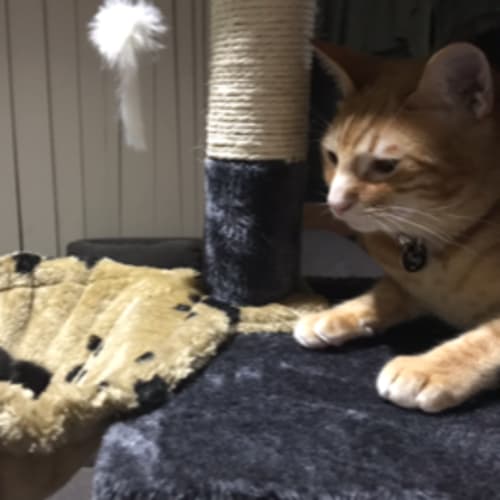 Boss **2nd Chance Cat Rescue**
