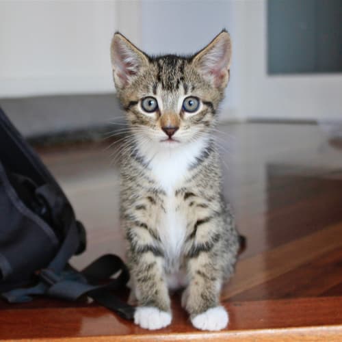 Elvis