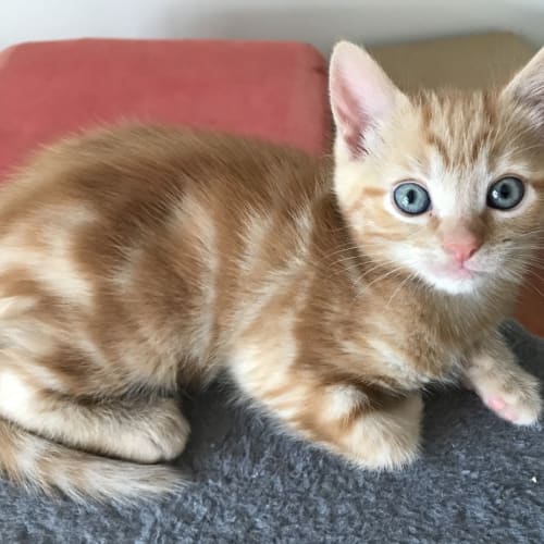 Adem **2nd Chance Cat Rescue**