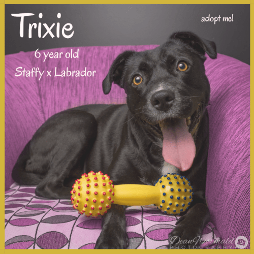 Trixie ~ Staffy x Labrador (on trial 25-4-18)