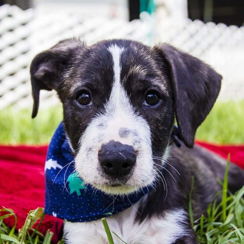 Klein ~ Wolfhound x BC puppy (on trial 5-5-2018)