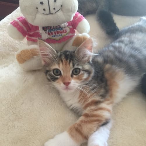 Jasmine Tea the half/half kitten!