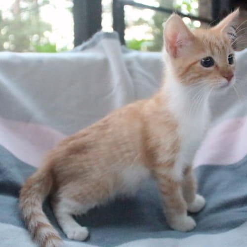 Azriel 