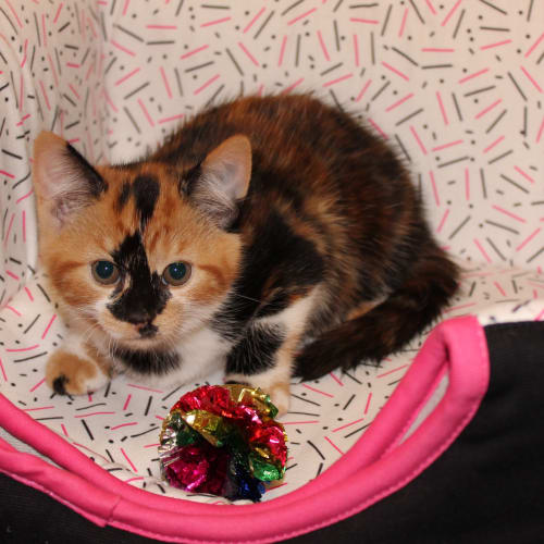 Bonnet ** 2nd Chance Cat Rescue**