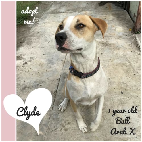 Clyde ~ 1 year old Bull Arab X (on trial 8/5/2018)