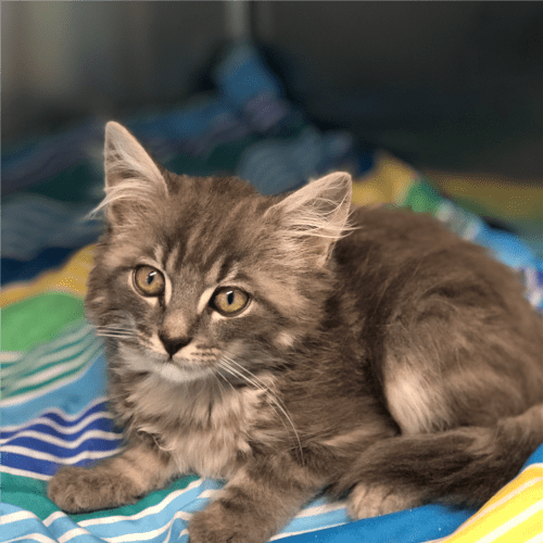 Simba