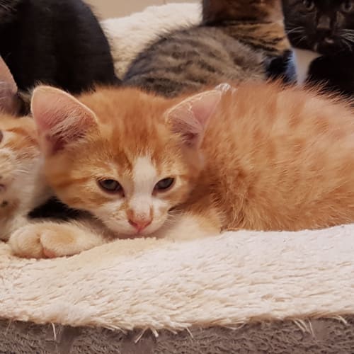 Beret  ** 2nd Chance Cat Rescue**