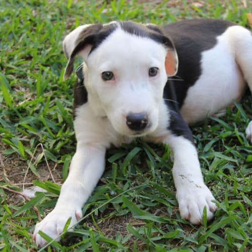 Oakley ~ Staffy x Border Collie (on trial 25/5/18)