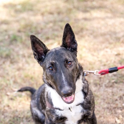 Max