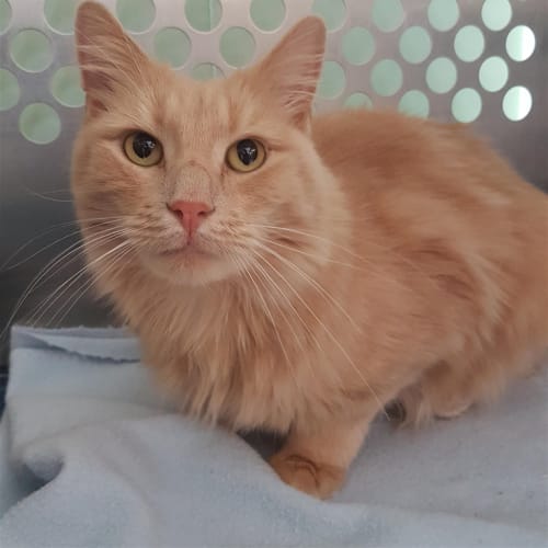Leo