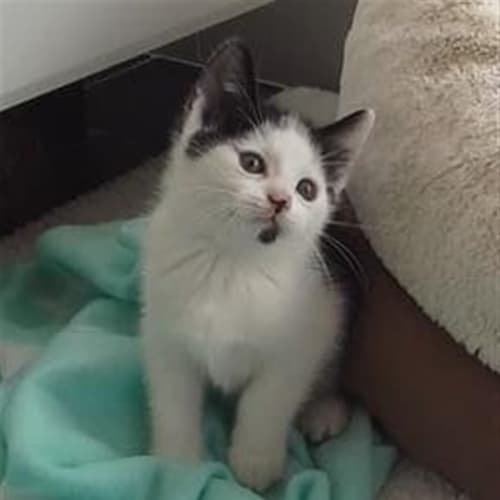 Gus
