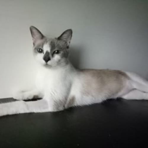 Lulu