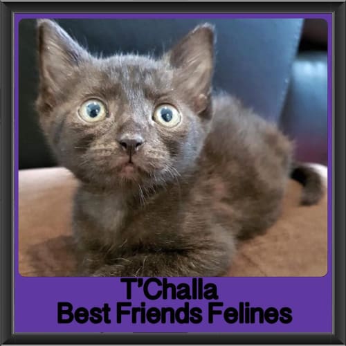 T'Challa 