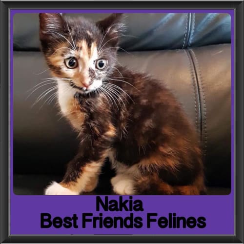 Nakia 