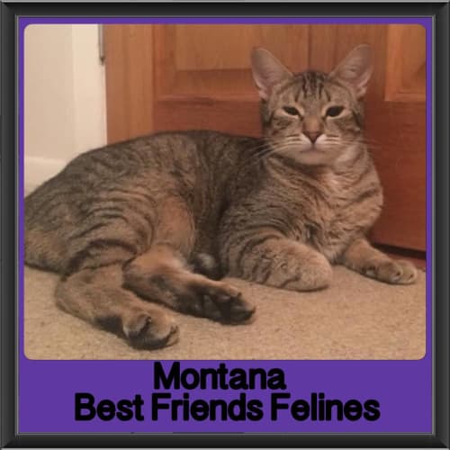 Montana 