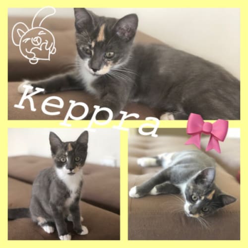 Keppra
