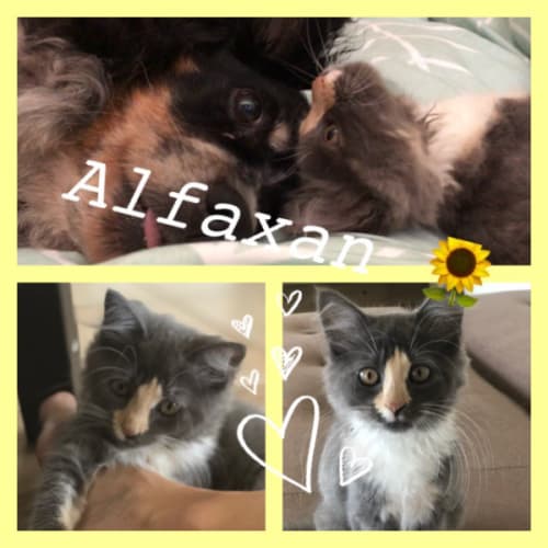Alfaxan