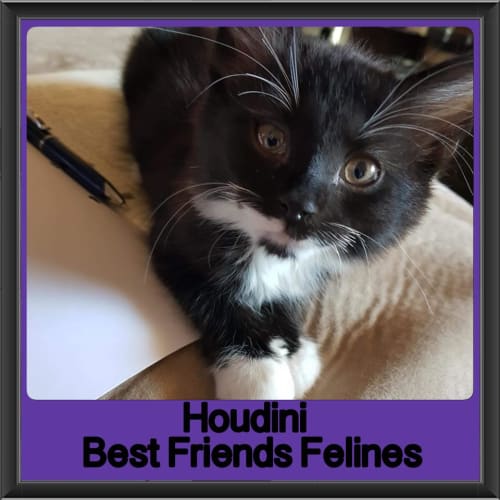Houdini 