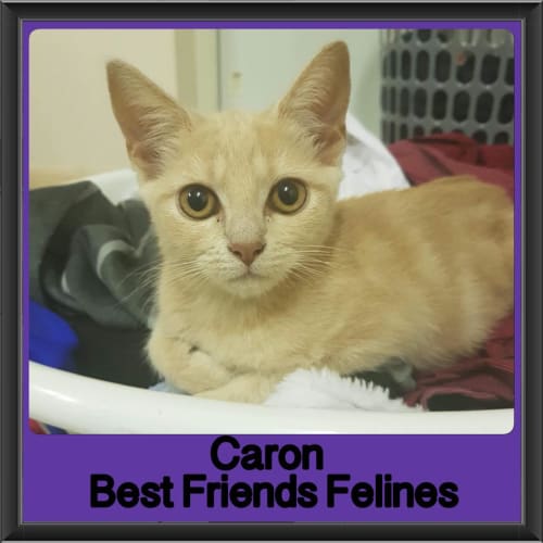Caron 
