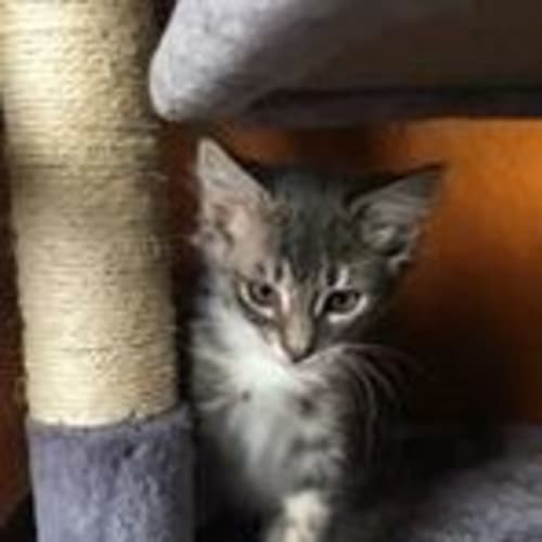 Grayson **2nd Chance Cat Rescue**