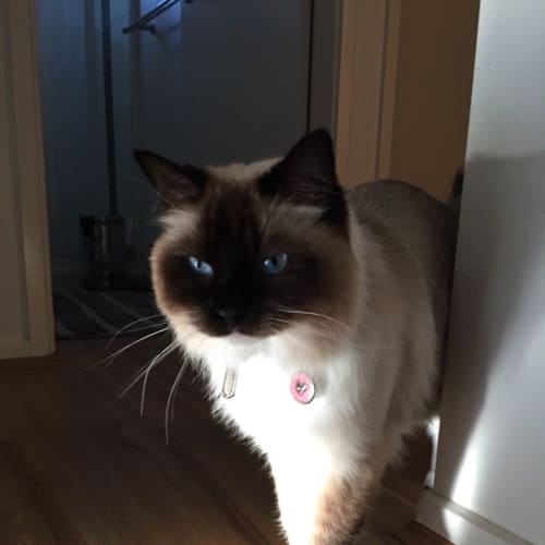 Mica (Pronounced Mitzah)