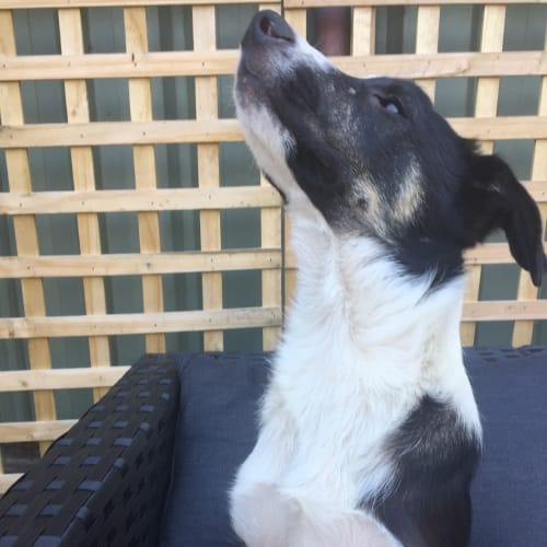 Albus ~ Border Collie X (on trial 30/5/18)