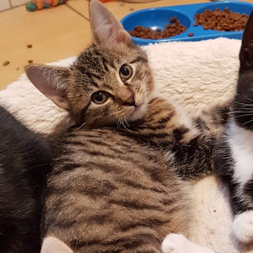 Fedora **2nd Chance Cat Rescue**