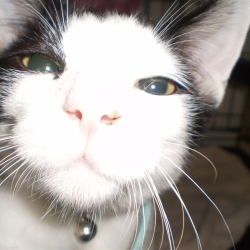 Caspian
