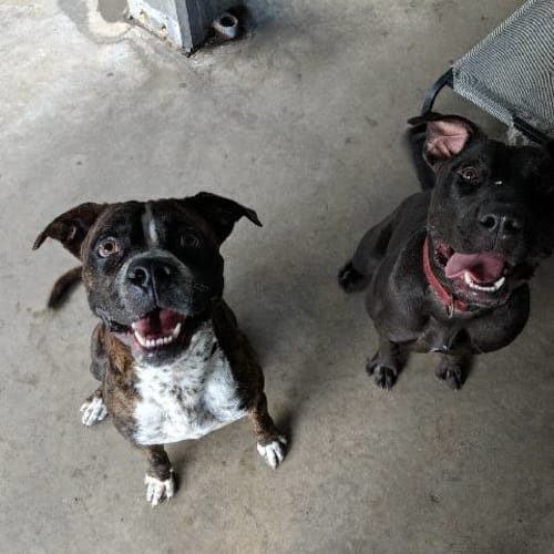 Timba and Flick