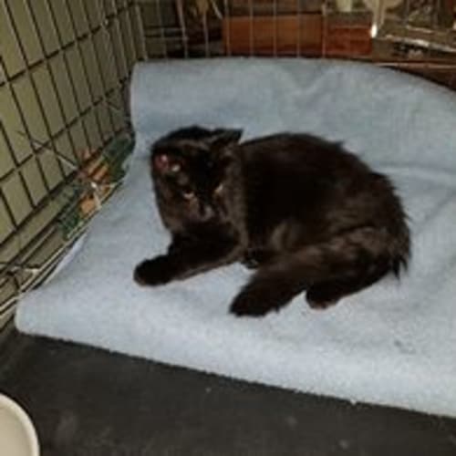 Jett **2nd Chance Cat Rescue**