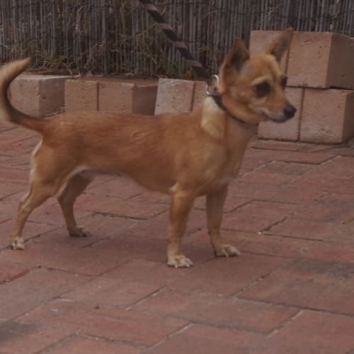 Chiquita