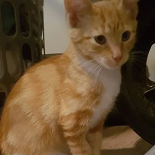 Garfield