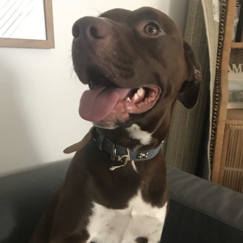 Missy (Av1013)