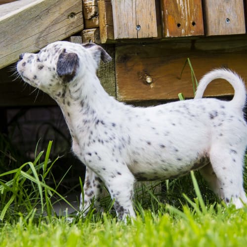 Midget ~ small breed puppy (on trial 2-5-18)