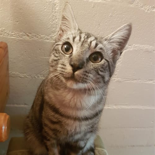 Archie
