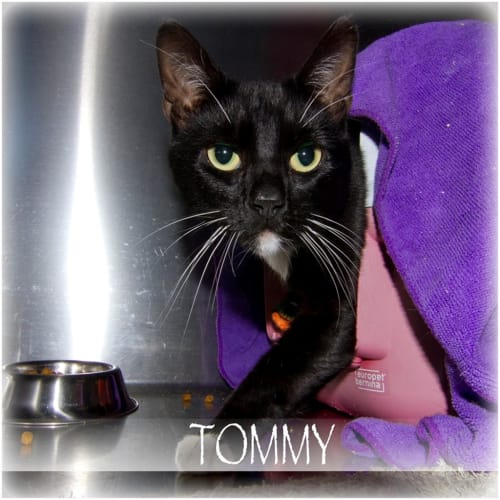 Tommy