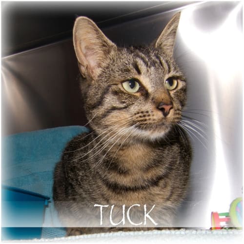 Tuck
