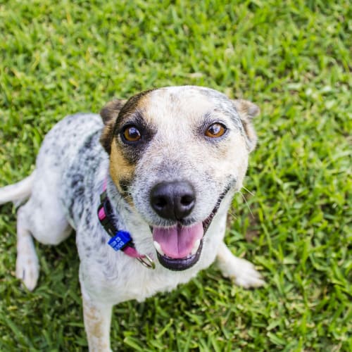 Lara ~ Cattle Dog x Foxy (on trial 26/5/2018)